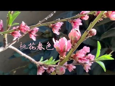 桃花結果風水|【桃花樹風水】桃花樹風水：古代風水禁忌與現代居家桃花指南